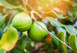 macadamia1.jpg