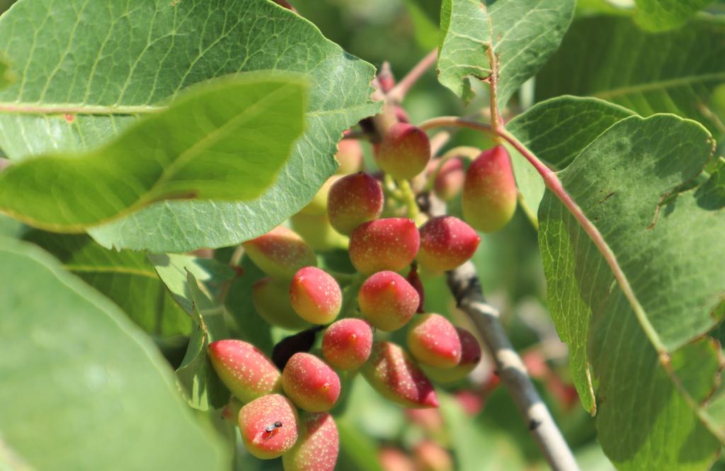 Jak i gdzie rosną pistacje? Drzewo pistacjowe od kwiatu po zbiór